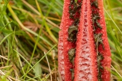 inktviszwam (Clathrus archeri)