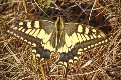 koninginnenpage (Papilio machaon) er vlogen er twee rond.