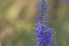 lange ereprijs (Veronica longifolia)