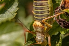 Dit enorme beest heeft geen Nederlandse naam, hij luistert naar de roepnaam Ephippiger diurnus (?). Een soort sabelsprinkhaan.