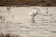 kleine zilverreiger (Egretta garzetta) op strooptocht