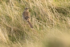 graspieper (Anthus pratensis) met zijn duidelijke hoge psiep-psiep hoor je ze overal