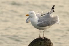 De zilvermeeuw (Larus argentatus) zo heerlijk brutaal