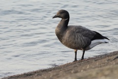 rotgans (Branta bernicla)