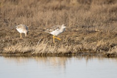 kemphanen (Calidris pugnax)