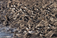 scholeksters (Haematopus ostralegus) een soort die tegenwoordig meer op daken broed dan aan de kust