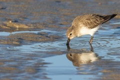 Bonte strandloper (Calidris alpina)