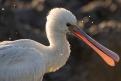 vissende lepelaar (Platalea leucorodia)