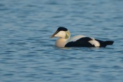 Een mannetje eidereend (Somateria mollissima)