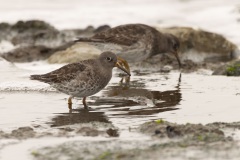 Paarse strandloper (Calidris maritima) een vrij algemene wintergast