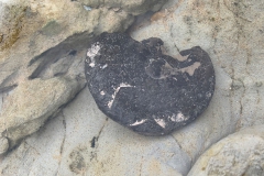 Ammonieten zoeken bij Cap Blanc-Nez Escalles, Frankrijk