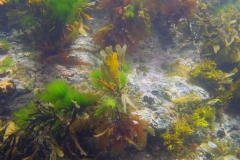 Onderwater bij Trearddur Bay