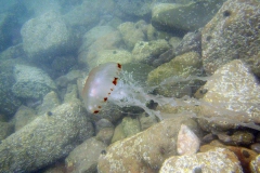 kompaskwal (Chrysaora hysoscella)