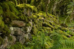 gestapelde muurtjes met mos begroeid