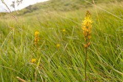 Beenbreek (Narthecium ossifragum)