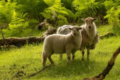 Welsh mountain schapen