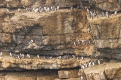 Alken, Zeekoeten en Papegaaiduikers zoeken met Seacoast Safaris 