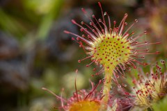 Ronde zonnedauw (Drosera rotundifolia)