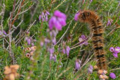 rups van een hageheld