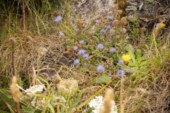 zandblauwtje (Jasione montana)