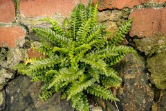 zeestreepvaren (Asplenium marinum)
