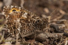 heivlinder (Hipparchia semele)