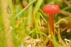 gewoon vuurzwammetje (Hygrocybe miniata)