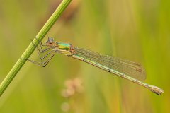 gewone pantserjuffer (Lestes sponsa)