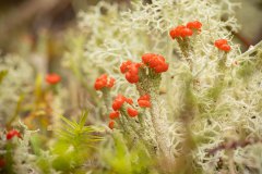 rode heidelucifer (Cladonia floerkeana)