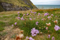 Engels gras (Armeria maritima)