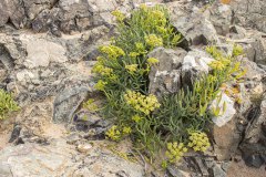 zeevenkel (Crithmum maritimum)