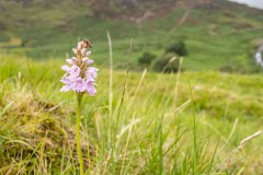 Mogelijk een heidewespbij op gevlekte orchis