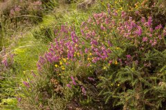 rode dophei (Erica cinerea)