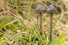 Zwarte melksteelmycena (Mycena galopus var. nigra Rea)