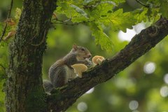 Een grijze eekhoorn eet een paddenstoel