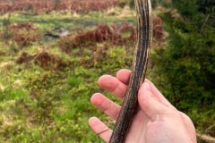 Een stang van een spitser gevonden!