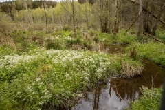 de waterdelta van de bevers achter ons huisje