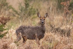 Reegeit in wintervacht