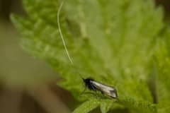 smaragdlangsprietmot (Adela reaumurella) we zagen soms groepjes dansen