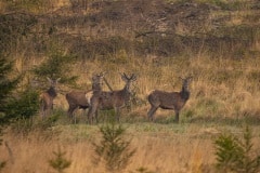 geweidragers, alles nog in bastgewei