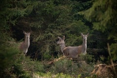 een roedel kaalwild
