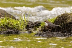 waterspreeuw (Cinclus cinclus) op jacht naar muggen