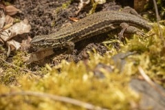 door het warme weer lieten de muurhagedissen zich goed zien