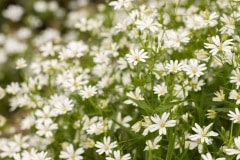 Grote muur (Stellaria holostea) een rare naam voor zo'n fijn bloemetje