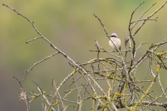 Grauwe klauwier mannetje