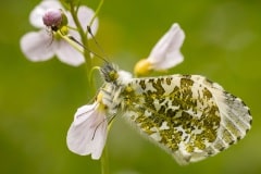 oranjetipje (Anthocharis cardamines)