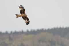 Rode wouw