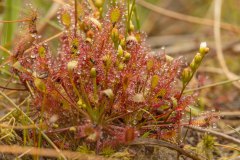 Zonnedauw, een vleesetende plant