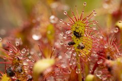 Een vlieg die in de kleverige draden van de zonnedauw hangt