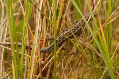 Zandhagedis (Lacerta agilis)